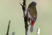 Red-browed Finch (Neochmia temporalis)